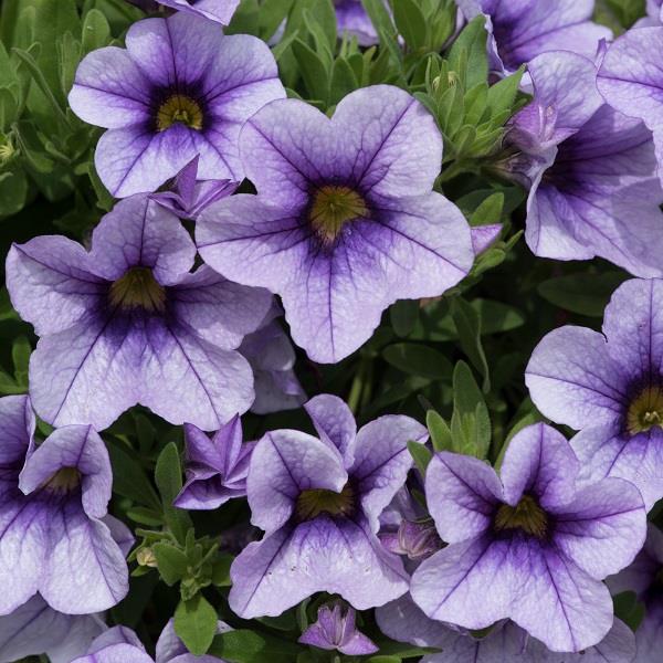 Calibrachoa Can-Can Blueberry Punch